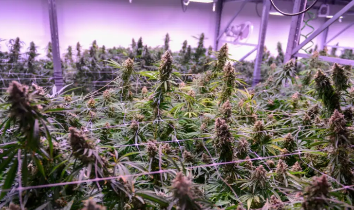 Close-up view of healthy cannabis leaves showing vibrant green coloration and intricate vein patterns
