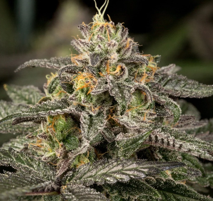 Outdoor cannabis garden with plants at various stages of growth in natural sunlight